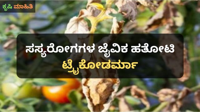 ಸಸ್ಯರೋಗಗಳ ಜೈವಿಕ ಹತೋಟಿ ಟ್ರೈಕೋಡರ್ಮಾ