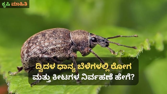 ದ್ವಿದಳ ಧಾನ್ಯ ಬೆಳೆಗಳಲ್ಲಿ ರೋಗ ಮತ್ತು ಕೀಟಗಳ ನಿರ್ವಹಣೆ ಹೇಗೆ