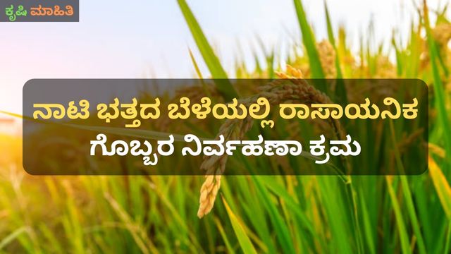 ನಾಟಿ ಭತ್ತದ ಬೆಳೆಯಲ್ಲಿ ರಾಸಾಯನಿಕ ಗೊಬ್ಬರ ನಿರ್ವಹಣಾ ಕ್ರಮ