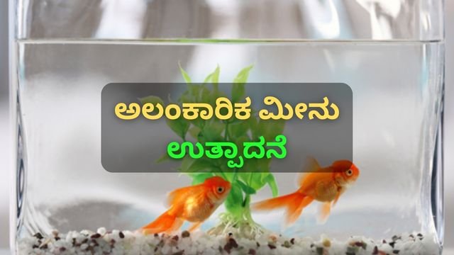 ಅಲಂಕಾರಿಕ ಮೀನು ಉತ್ಪಾದನೆ