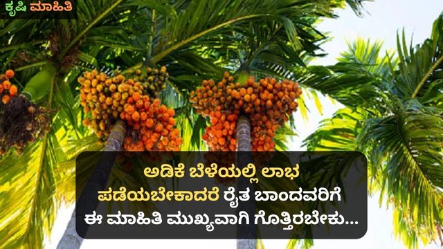 ಅಡಿಕೆ ಬೆಳೆಯಲ್ಲಿ ಲಾಭ ಪಡೆಯಬೇಕಾದರೆ ರೈತ ಬಾಂದವರಿಗೆ ಈ ಮಾಹಿತಿ ಮುಖ್ಯವಾಗಿ ಗೊತ್ತಿರಬೇಕು