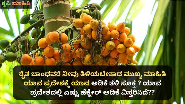 ರೈತ ಬಾಂಧವರೆ ನೀವು ತಿಳಿಯಬೇಕಾದ ಮುಖ್ಯ ಮಾಹಿತಿ ಯಾವ ಪ್ರದೇಶಕ್ಕೆ ಯಾವ ಅಡಿಕೆ ತಳಿ ಸೂಕ್ತ