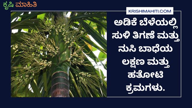 ಅಡಿಕೆ ಬೆಳೆಯಲ್ಲಿ ಸುಳಿ ತಿಗಣೆ ಮತ್ತು ನುಸಿ ಬಾಧೆಯ ಲಕ್ಷಣ ಮತ್ತು ಹತೋಟಿ ಕ್ರಮಗಳು.