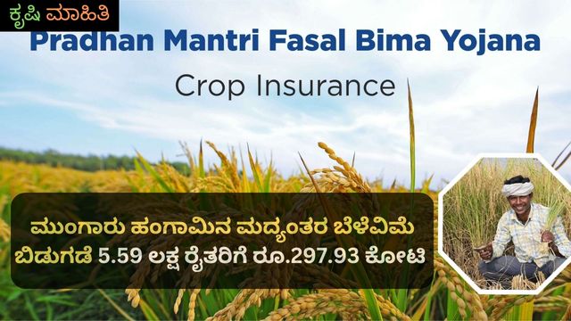 ಮುಂಗಾರು ಹಂಗಾಮಿನ ಮದ್ಯಂತರ ಬೆಳೆವಿಮೆ ಬಿಡುಗಡೆ 5.59 ಲಕ್ಷ ರೈತರಿಗೆ ರೂ.297.93 ಕೋಟಿ