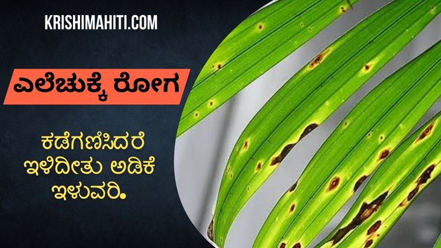 ಎಲೆ ಚುಕ್ಕೆ ಕಡೆಗಣಿಸಿದರೆ ಇಳಿದೀತು ಅಡಿಕೆ ಇಳುವರಿ