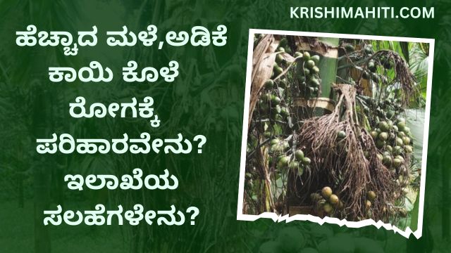 ಹೆಚ್ಚಾದ ಮಳೆ,ಅಡಿಕೆ ಕಾಯಿ ಕೊಳೆಗೆ ರೋಗಕ್ಕೆ ಪರಿಹಾರವೇನು ಇಲಾಖೆಯ ಸಲಹೆಗಳೇನು