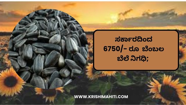 ಸರ್ಕಾರದಿಂದ 6750- ರೂ ಬೆಂಬಲ ಬೆಲೆ ನಿಗಧಿ;